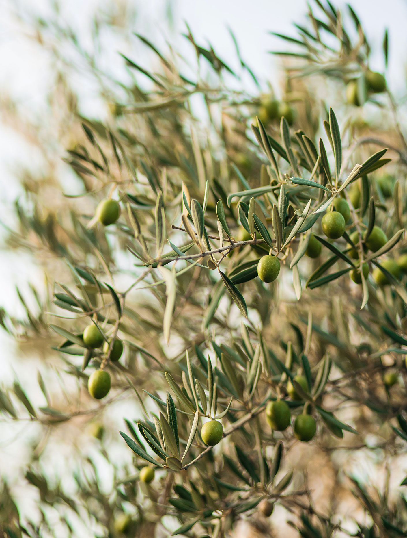 TEMPLATE---1410x1862-OLIVIER